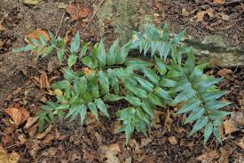 Image result for Anemiaceae