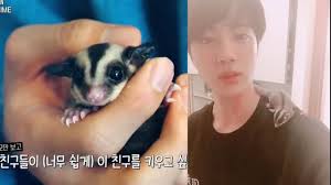 Jin S Sugar Glider Passed Away T T Youtube