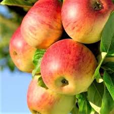 Honeycrisp apple tree pollination chart. Honeycrisp Apple Tree Naturehills Com