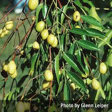 But, you can take a proactive approach to manage the spread of this by removing any of your juniper trees that sit a few hundred feet or less from your fruit trees. White Cedar Melia Azedarach Queensland Poisons Information Centre
