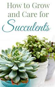 Baby succulents care incline toward liberal water during the developing season (spring and summer). How To Grow And Care For Succulents Mom 4 Real