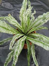 Asplenium Nidus Variegated Form 35 House Plants For Sale Variegated Plants Cactus House Plants