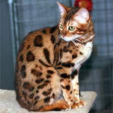 Cat Grooming Tips A Diy Guide For Home Vetbabble Cat Breeds Bengal Cat Gorgeous Cats