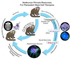 Maybe you would like to learn more about one of these? Ijms Free Full Text Standards For Deriving Nonhuman Primate Induced Pluripotent Stem Cells Neural Stem Cells And Dopaminergic Lineage Html