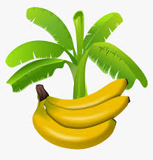 Maybe you would like to learn more about one of these? Banana Tree Clipart Png Gambar Pohon Pisang Kartun Transparent Png Transparent Png Image Pngitem