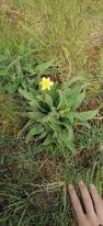 Image result for Hypoxis parvifolia