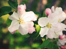Maybe you would like to learn more about one of these? The Best Early Blossoming Trees For Small Gardens Saga
