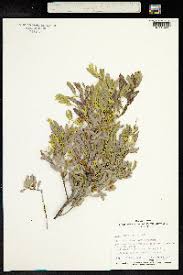 Image result for Acacia adenocalyx