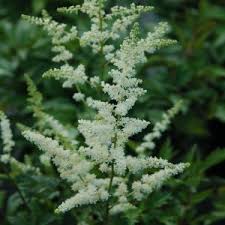 Image result for Asclepias graminifolia