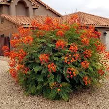 Image result for Caesalpinia pulcherrima