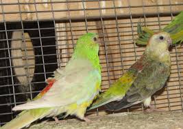 Opaline Red Rump Parakeet