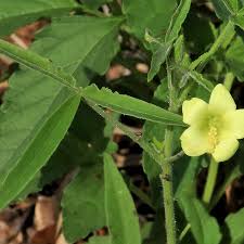 Image result for Hibiscus sidiformis