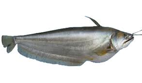 Boal Fish Farming Information Fish Farming Fish Types Of Fish