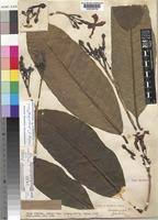 Image result for Tabernaemontana stapfiana