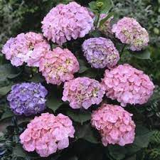 Gardens Alive 16 Oz Hydrangea Early Sensation Flowering Shrub In Pot Lowes Com Flowering Shrubs Hydrangea Dried Flower Arrangements