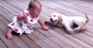 Our goal is to match you to the right puppy and if we can not succeed, we refund your deposit. Golden Retriever Puppy Meets An 8 Month Old Toddler For The First Time And Falls In Love Cesar S Way
