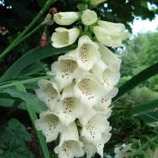 Digitalis is used to treat congestive heart failure (chf) and heart rhythm problems (atrial arrhythmias). Grossblutiger Fingerhut Digitalis Grandiflora Samen Kaufen