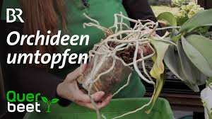 Orchideen umtopfen wann welches substrat und wie wir klaren auf. Querbeet Orchideen Umtopfen Facebook