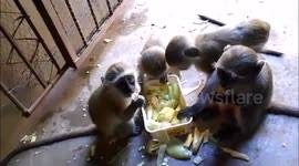 Monkey washes in the sink. Newsflare Adorable Tiny Monkey Takes His First Bath In South Carolina Sink