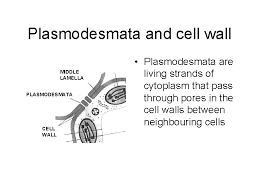 Animals cells do not have plasmodesmata. Cell Organelles Mitochondrion Two Centrioles Lysosome Golgi Vesicle