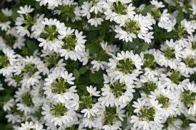 Image result for Scaevola