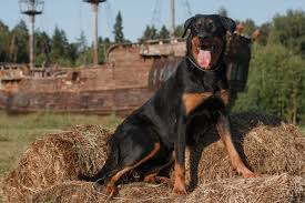 The Best Guard Dog Breeds For Protection In 2020 Best Guard Dogs Guard Dog Breeds Dog Breeds