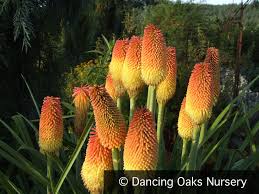 Image result for Kniphofia linearifolia