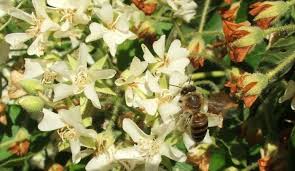 Image result for Cleistochlamys kirkii