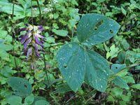 Image result for Mucuna glabrialata