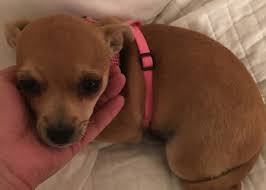 California is full of dog lovers. Dogs Cats Horses And Goats Among Animals Lost And Found In California S Kincade Fire The Washington Post