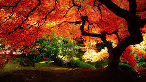 High quality autumn scene wallpaper. Pokemon Autumn Wallpapers Top Free Pokemon Autumn Backgrounds Wallpaperaccess