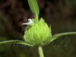 Image result for Leucas