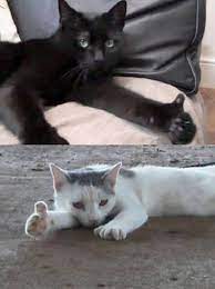 Unimaginably heartbroken meme famous viral sensation grumpy cat. The Japanese Mini Meme Called Good Job Neko Imgur