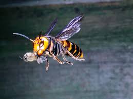 Online shopping from a great selection at movies & tv store. Do Not Read About This Giant Hornet Or You Will Die Of Fear Asian Giant Hornet Hornet Japanese Giant Hornet