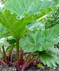 This is the story of v. Rhubarb Meaning In Hindi Spanish Tamil Telugu Malayalam Urdu Kannada Name Gujarati In Marathi Indian Name Marathi Tamil English Other Names Called As Translation Pocket News Alert