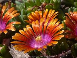 Image result for Delosperma mahonii