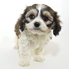 Cavachon puppies for sale east texas. Petland Texas