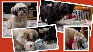 We did not find results for: Diy Dog Puzzle Toys Homemade Dog Enrichment Ideas Craft With Sarah