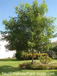 Birch Trees In Florida Mahogany Tree Fast Growing Shade Trees Florida Plants Coastal Landscaping