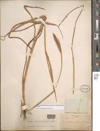 Image result for Cenchrus polystachios