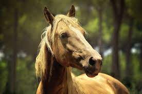 Horses Mammals Animal Encyclopedia