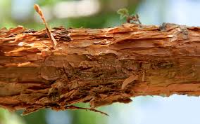 Image result for Astropanax abyssinicus