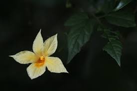 Image result for Momordica anigosantha