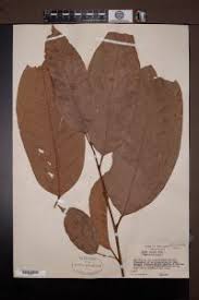 Image result for Coula