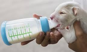 what to feed newborn puppies without mother puppy site