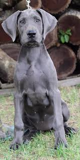 Despite their name, great danes are not danish — the breed actually originated in germany. Blue Great Dane Puppies For Sale Michigan Great Lake Danes