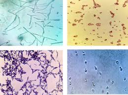 【malaysian journal of pathology】citescore trend. Preparation Of Manuscript Malaysian Journal Of Microbiology