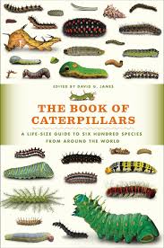 The Book Of Caterpillars A Life Size Guide To Six Hundred