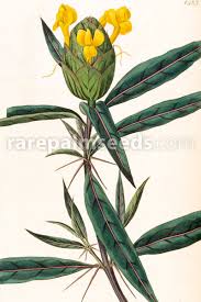 Image result for Barleria spinulosa