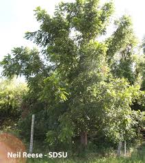 Image result for Juglandaceae